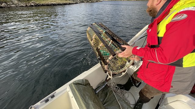 Hummerfiske er i gang - her er rådene som kan redde liv